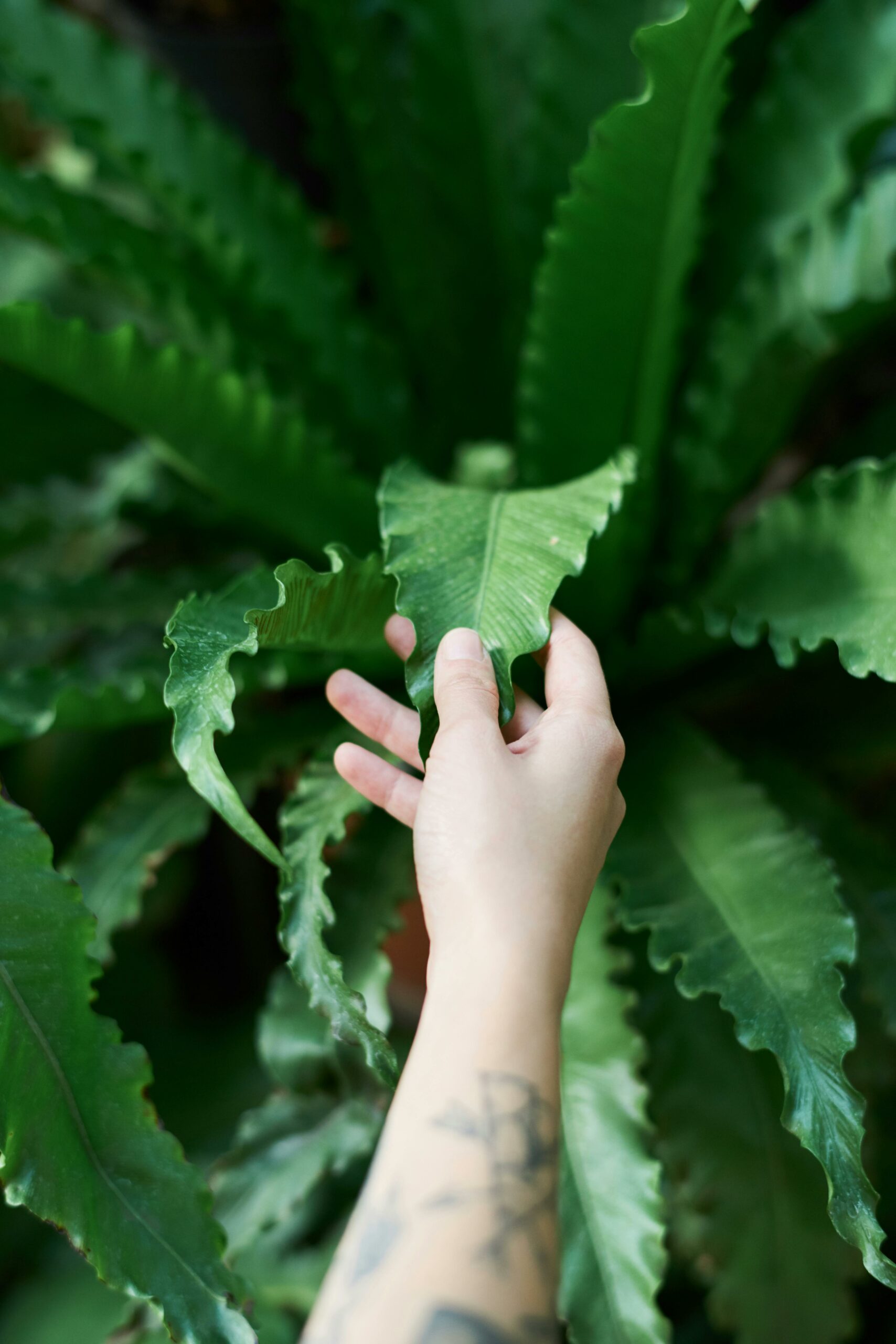 Hand touching green leaf symbolizing natural SEO growth over time